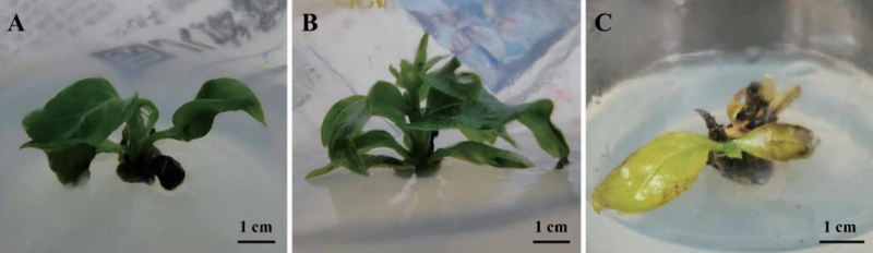 柿子树苗的种植技术