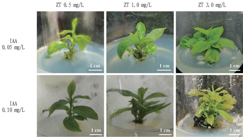 柿子树苗的种植技术