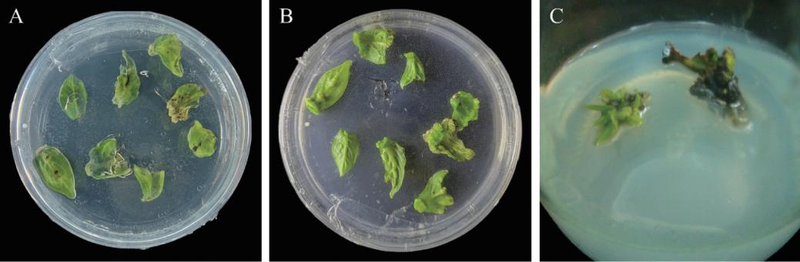 柿子树苗的种植技术