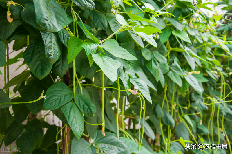 无架豇豆种植技术