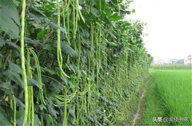 无架豇豆种植技术