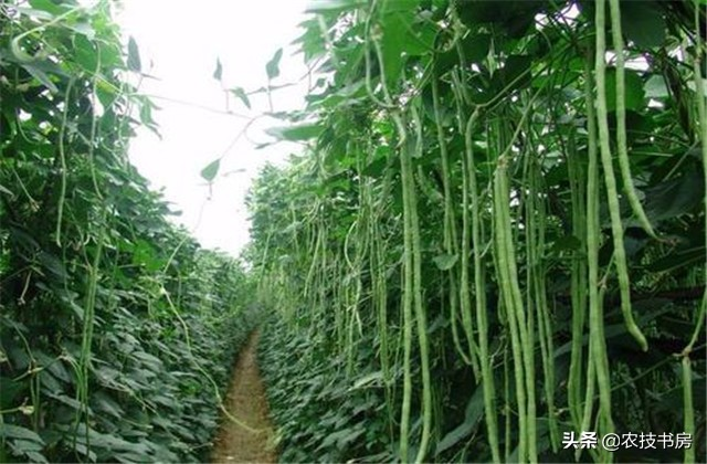 无架豇豆种植技术