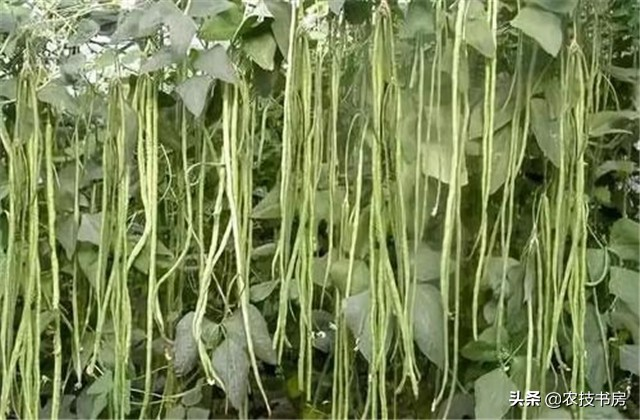无架豇豆种植技术