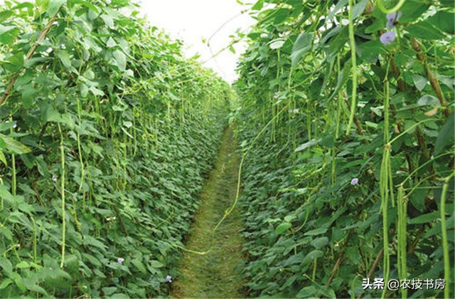 无架豇豆种植技术