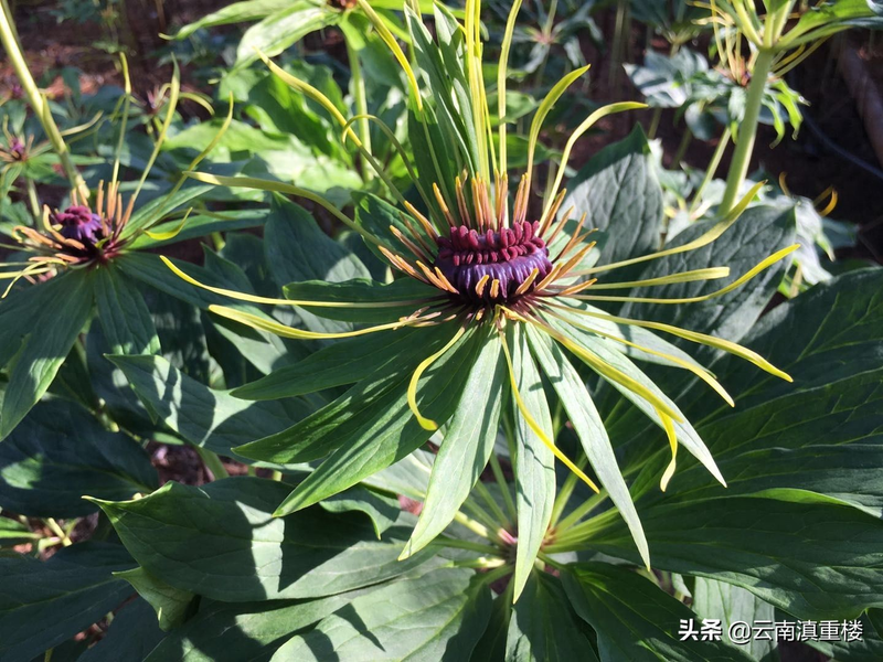 Technology for the cultivation of heavy buildings in high altitudes