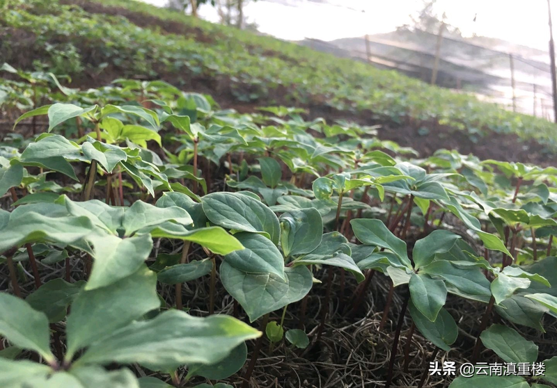 Technology for the cultivation of heavy buildings in high altitudes