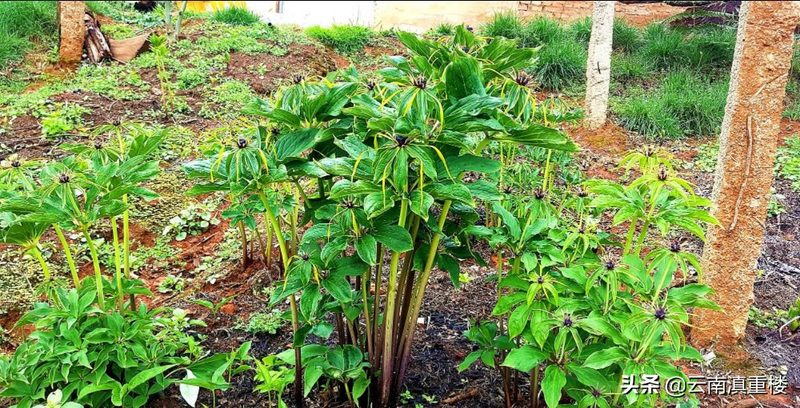 Technology for the cultivation of heavy buildings in high altitudes