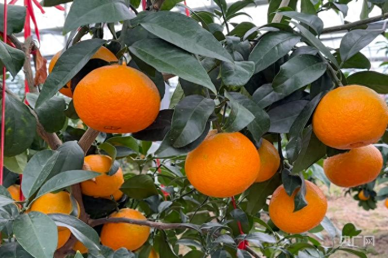 红美人柑橘的种植方法