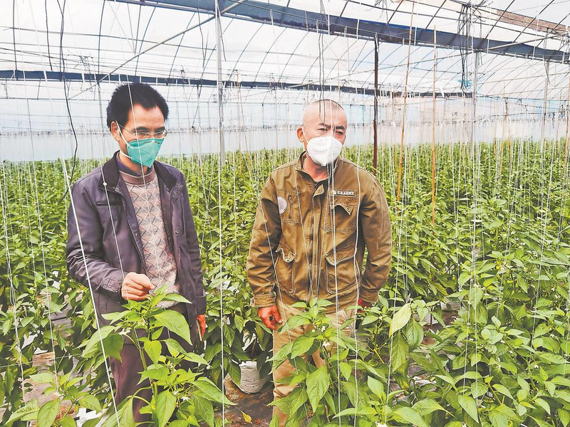Autumn tomato cultivation technology