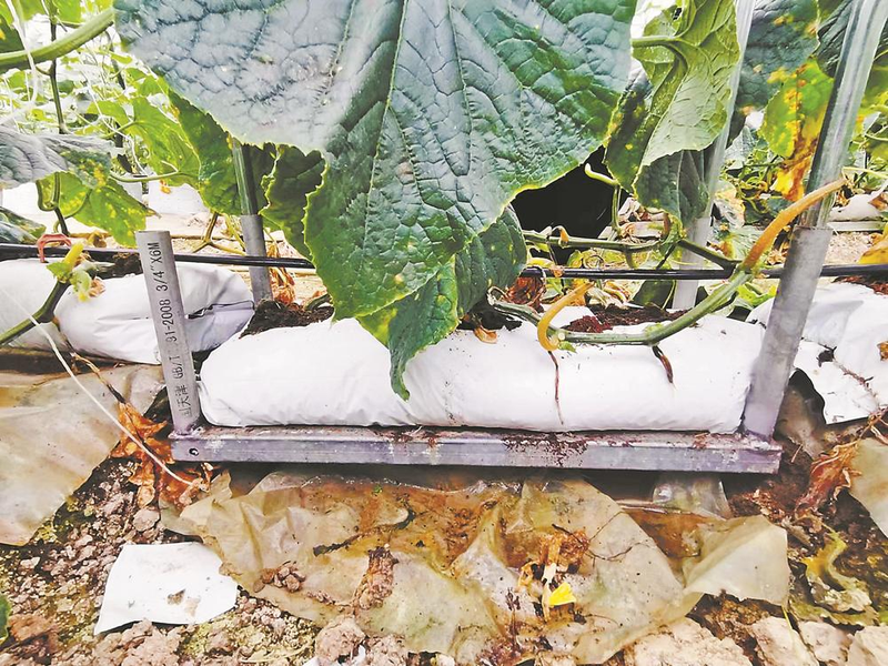 Autumn tomato cultivation technology