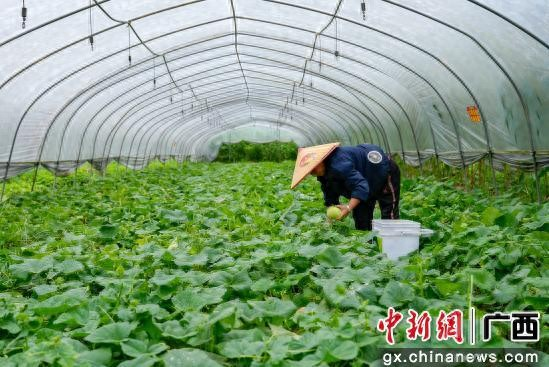 东北香瓜种植技术