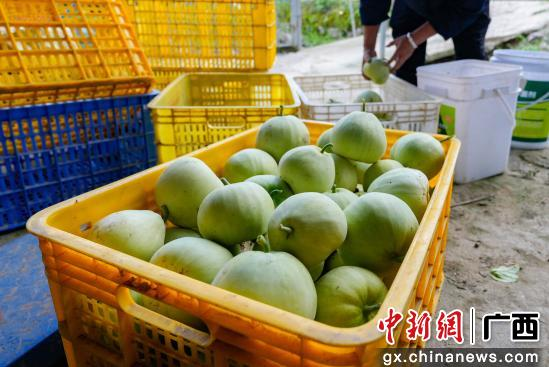 东北香瓜种植技术