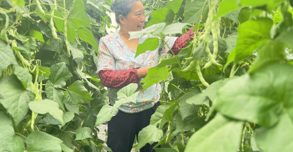 无架豆角种植技术视频