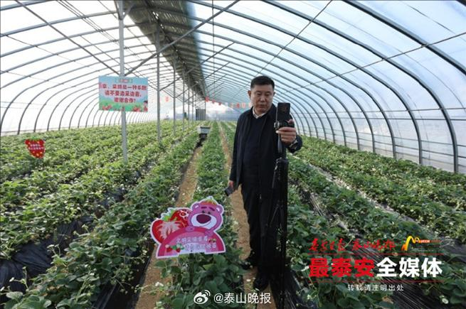 牛奶草莓种植技术