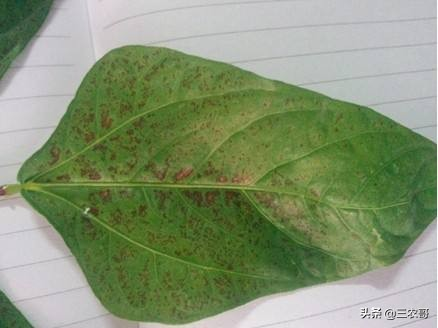 无架豇豆种植技术