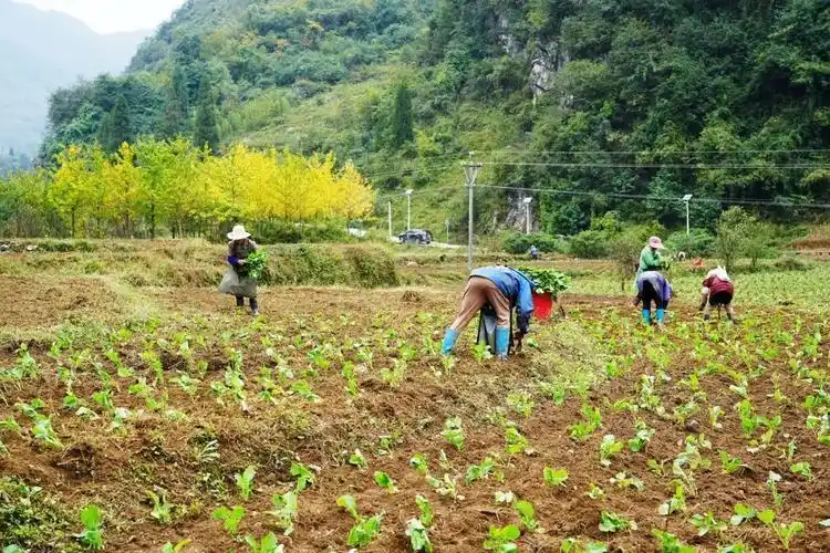 油菜心种植技术和管理