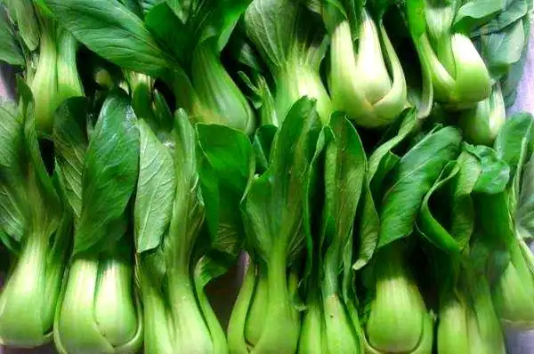 油菜心种植技术和管理