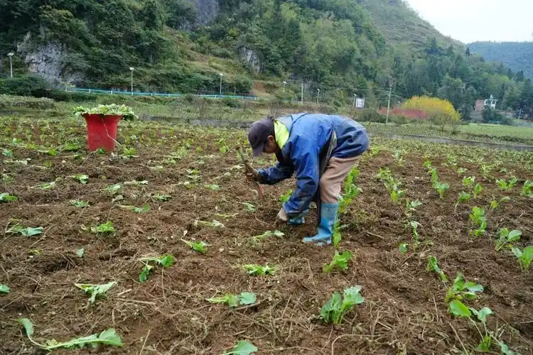 油菜心种植技术和管理