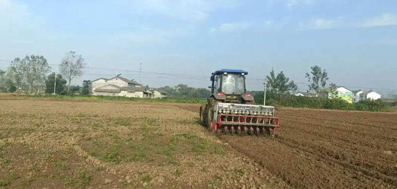 油菜心种植技术和管理