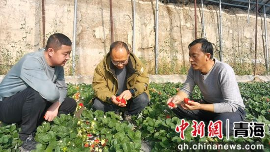 牛奶草莓种植技术