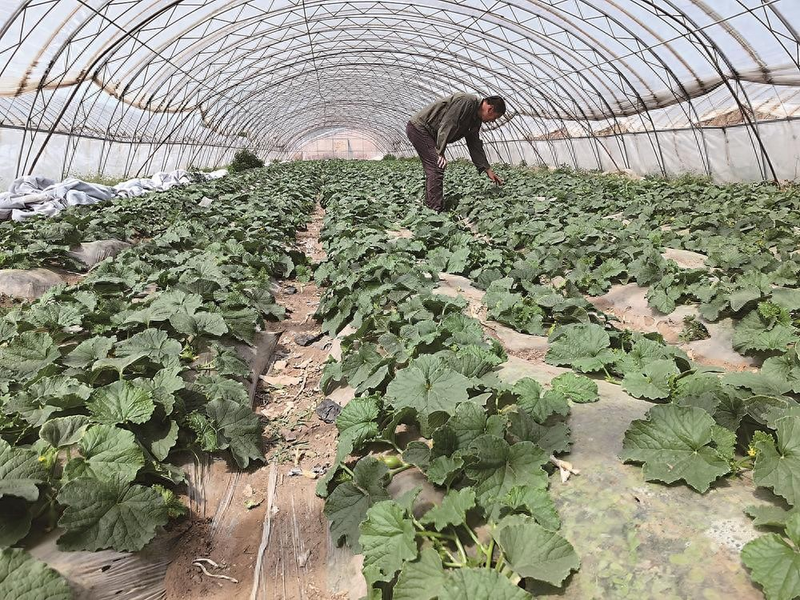 Northeast cucumber plantation technology