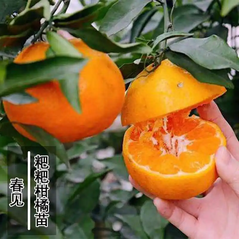 耙耙柑种植技术