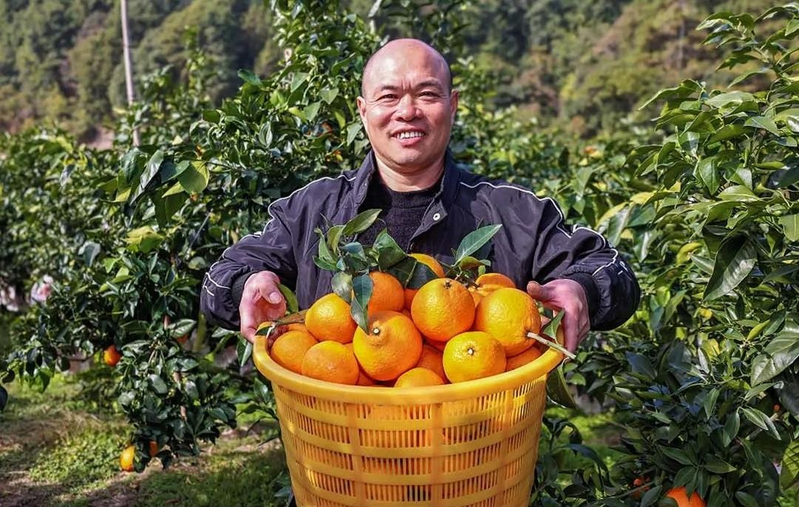 The way the red beauty citrus is grown