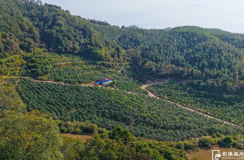 The way the red beauty citrus is grown