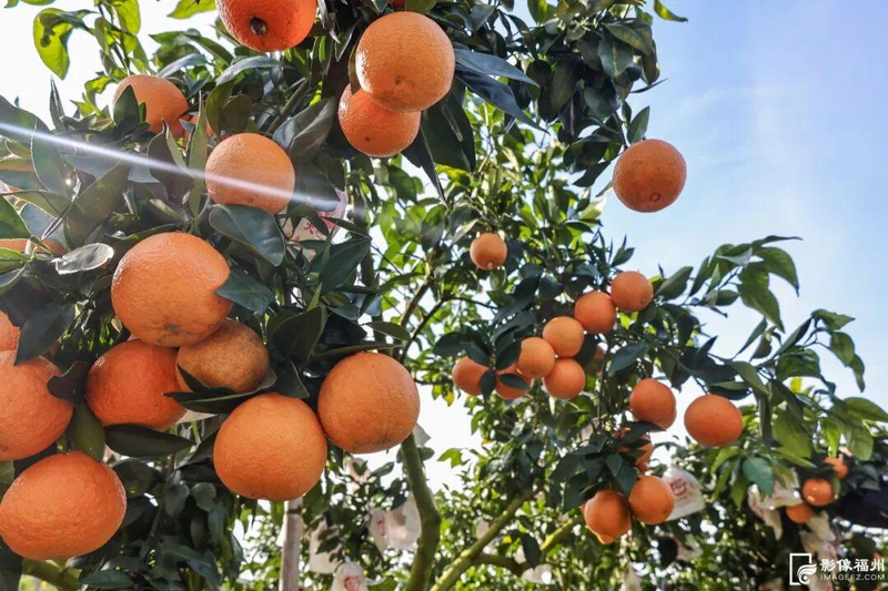 The way the red beauty citrus is grown