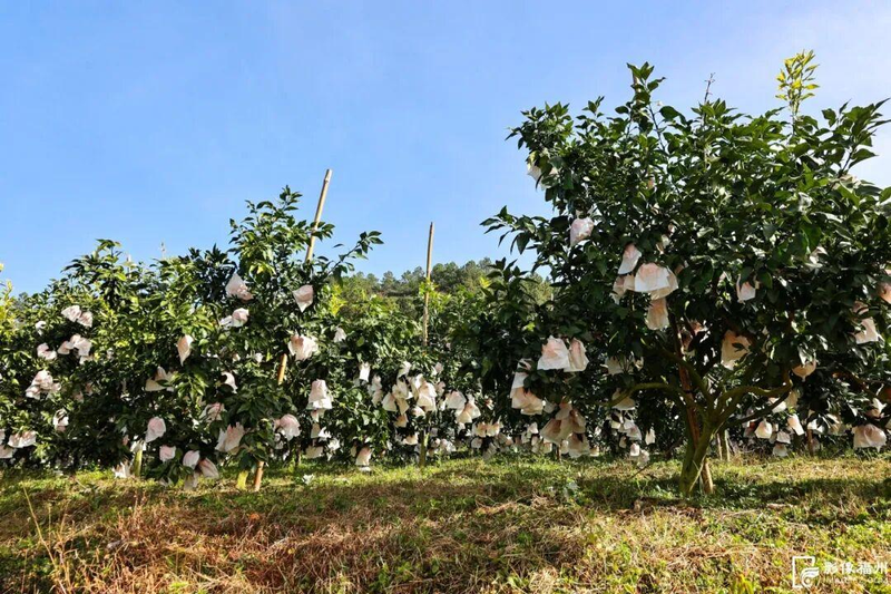 The way the red beauty citrus is grown