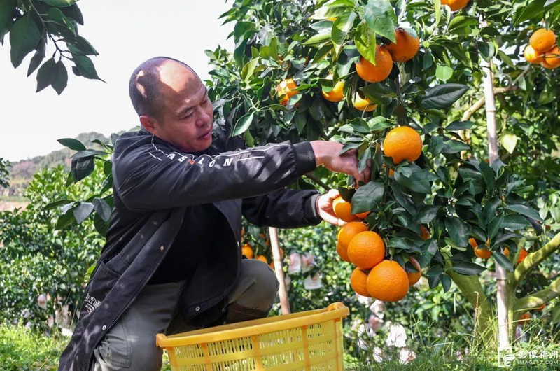 The way the red beauty citrus is grown