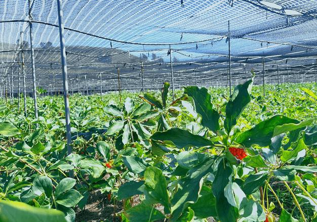 高海拔地区滇重楼种植技术