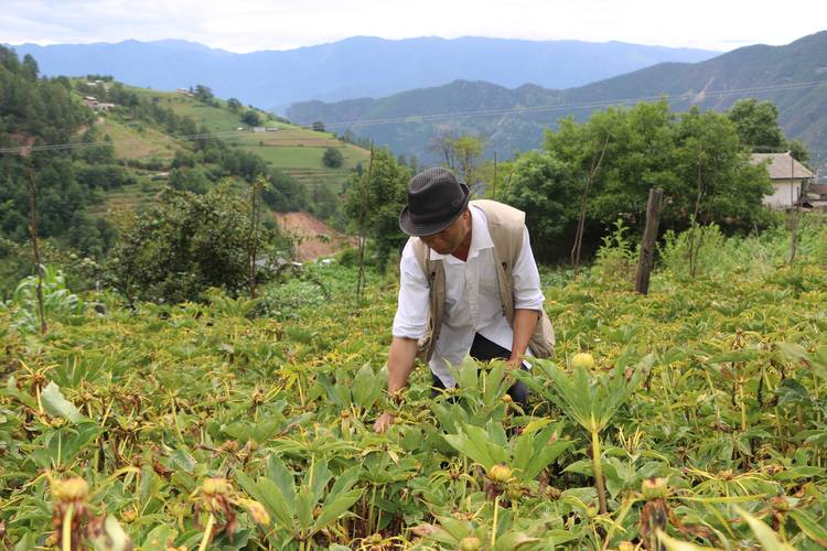 高海拔地区滇重楼种植技术