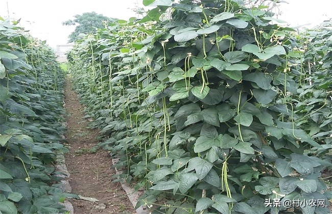无架豇豆种植技术