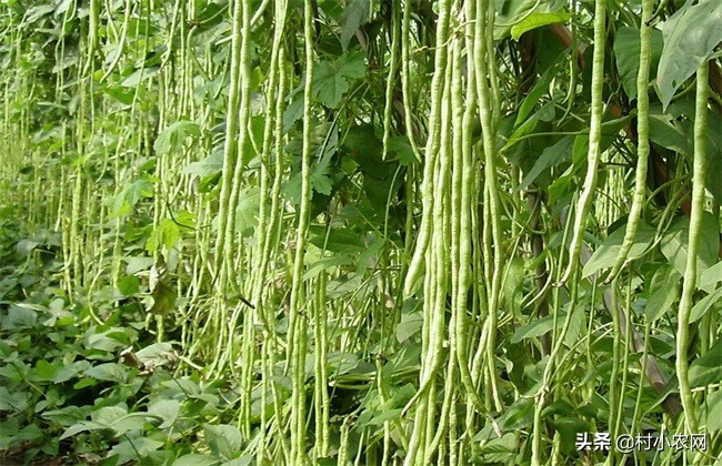 无架豇豆种植技术