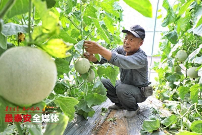 东北香瓜种植技术