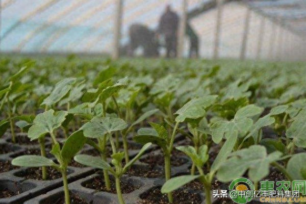 The method of planting a small plant