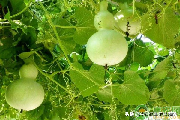 The method of planting a small plant