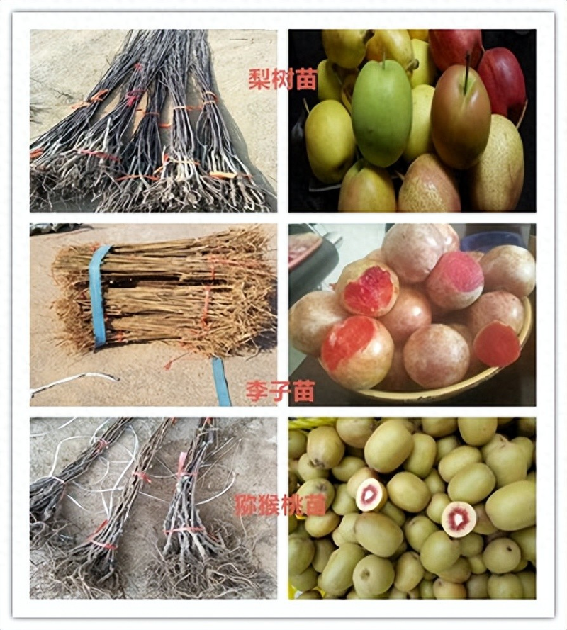 Technology for the cultivation of tomato seedlings