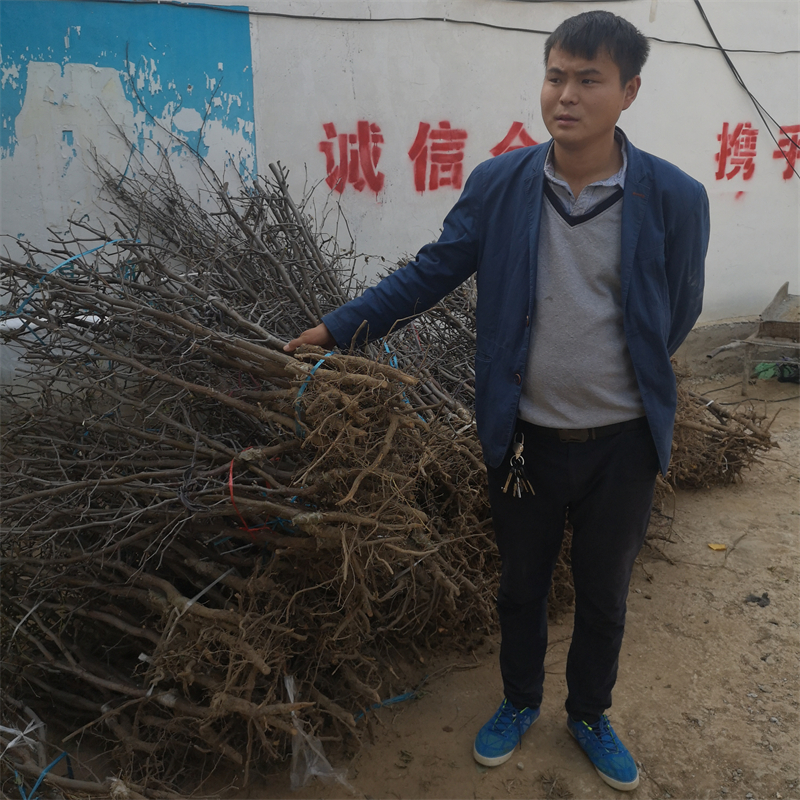 Technology for the cultivation of tomato seedlings