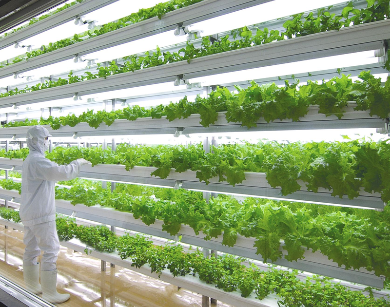 室内无土种植蔬菜