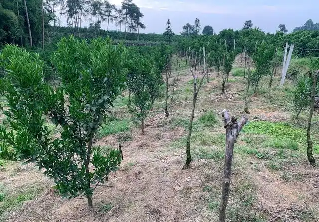 耙耙柑种植技术