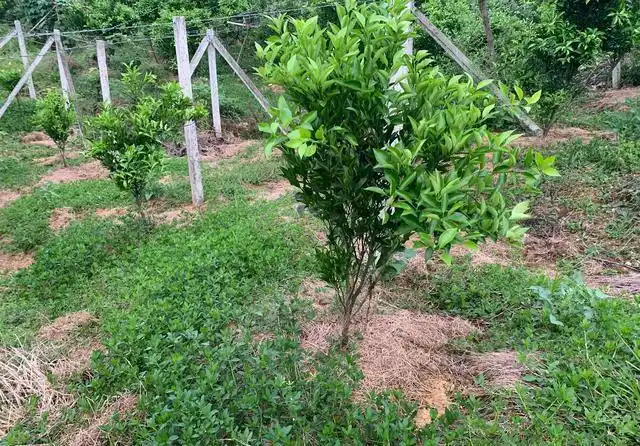 耙耙柑种植技术