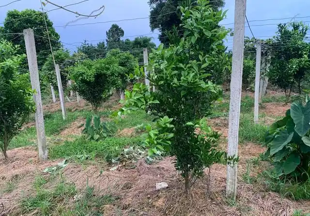 耙耙柑种植技术