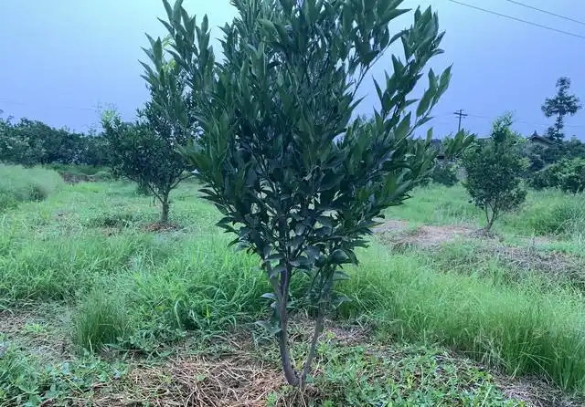 耙耙柑种植技术