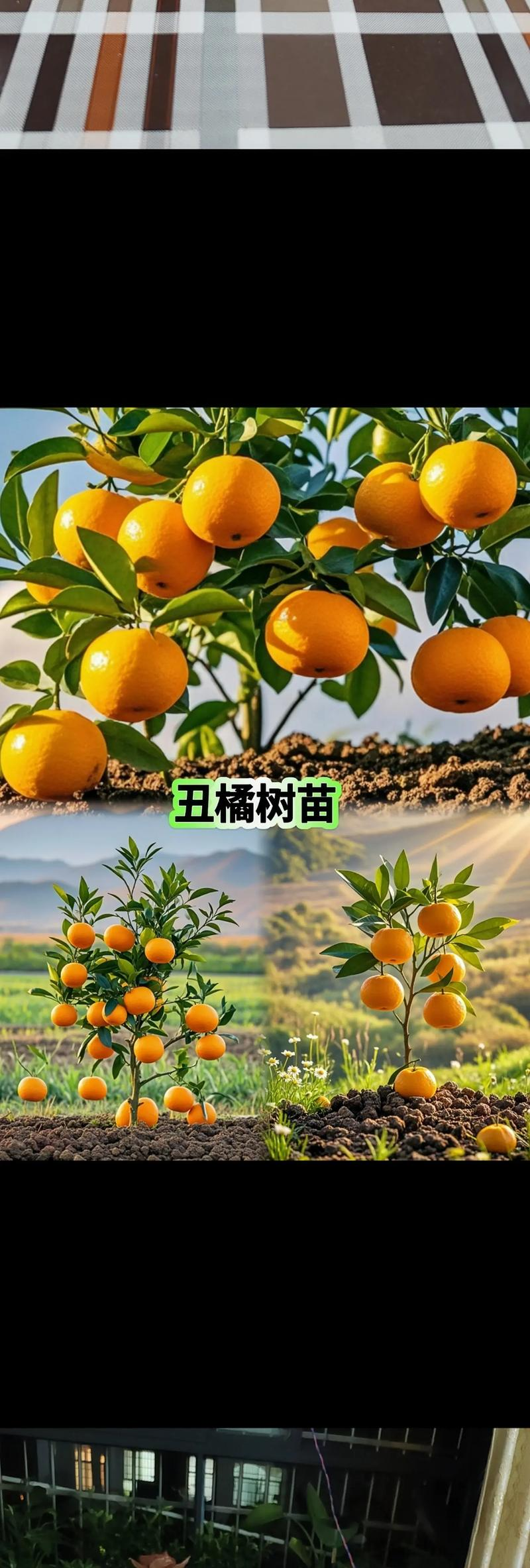 耙耙柑种植技术