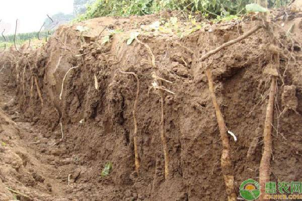 山药的种植方法与技术