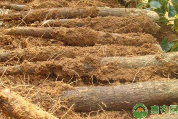 山药的种植方法与技术