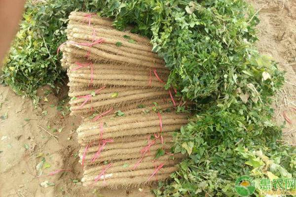 山药的种植方法与技术