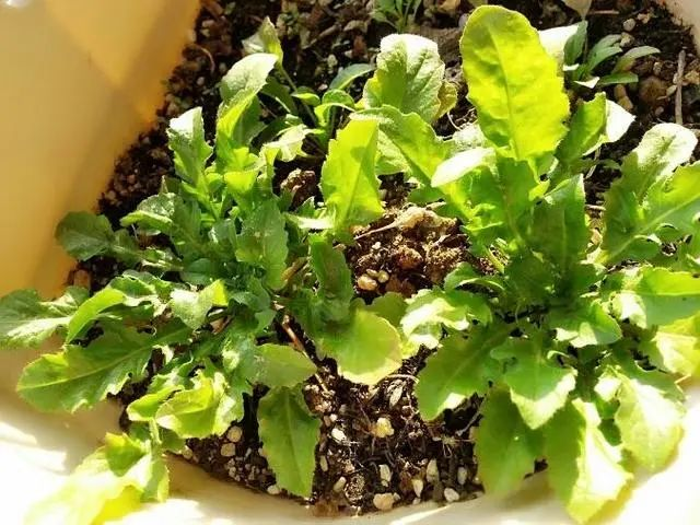 Map of the methods used to plant the balconies